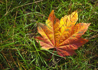 Autumn colours, Acer leaves