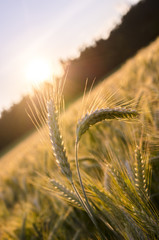 Few wheat ears standing out of wheat field