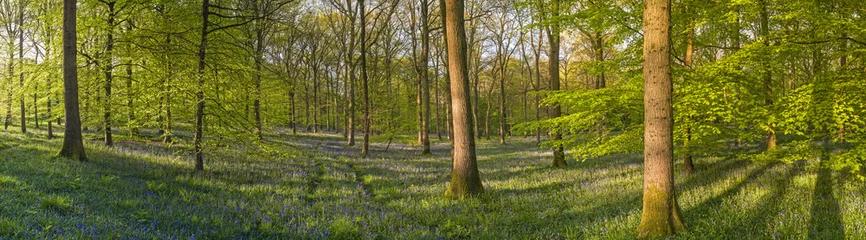 Rolgordijnen Magical forest and wild bluebell flowers © travelwitness