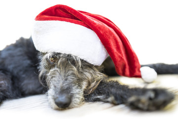 Cute black dog with christmas hat