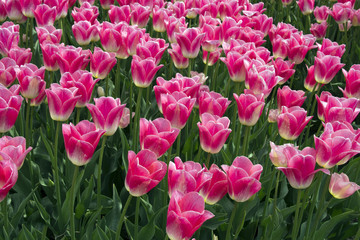 Obraz premium Fields with pink tulips in the Netherlands
