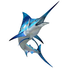 Fototapeta premium Marlin Fish on White