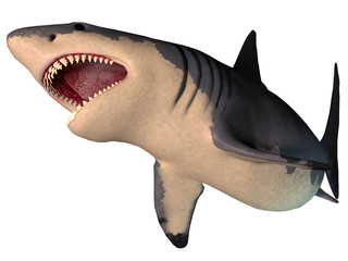 Obraz premium Megalodon Shark on White