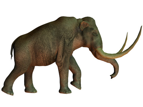 Columbian mammoth on White