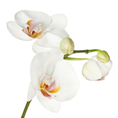 White orchid isolated on white background.