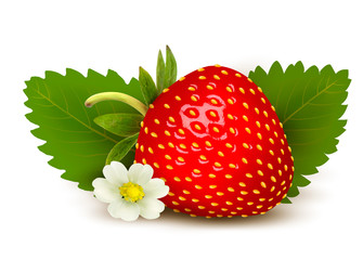Ripe sweet strawberry and flower with leaves. Vector.