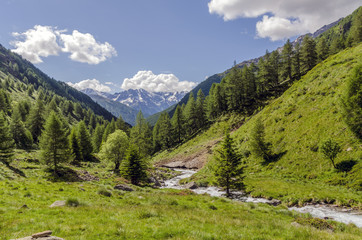 Fototapeta na wymiar Mountain river in alpine coniferous forest. Italy