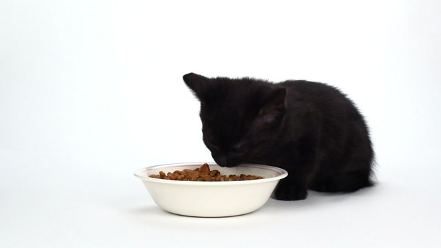Cute black kitten eating food on white