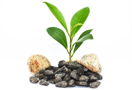 seeding, plant life on rocks