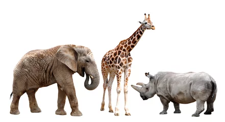 Fotobehang giraffen, olifanten en neushoorns op wit wordt geïsoleerd © vencav