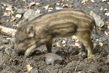 Wild boar