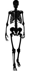 single black silhouette of skeleton