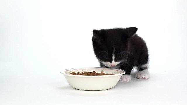 Cute tuxedo kitten eating food on white