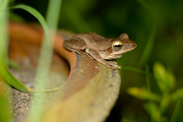 Frogs