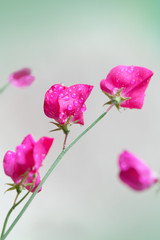 Pink sweet pea flowers above blurred background