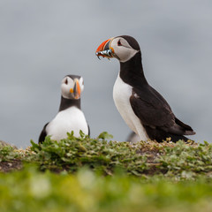 Naklejka premium a puffin with fish