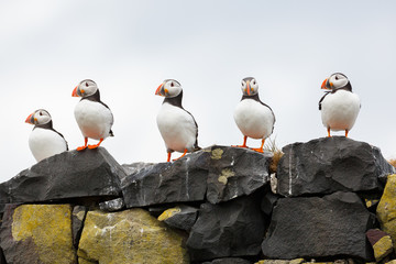 Five puffins in a row