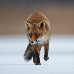 red fox in the snow