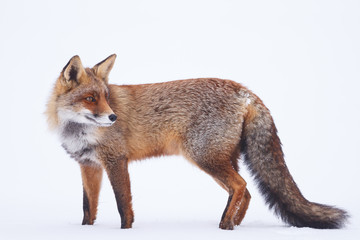 red fox in the snow