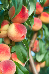 Peaches on the tree branches