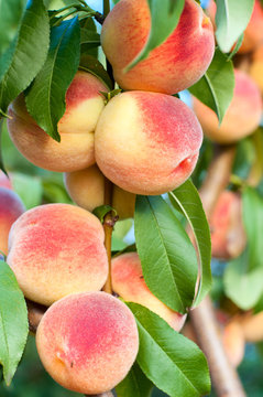 Peaches on the tree branches