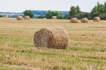 Straw Haystacks on the grain field