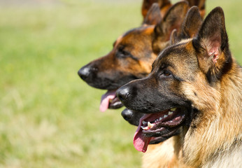 Shepherd Dogs