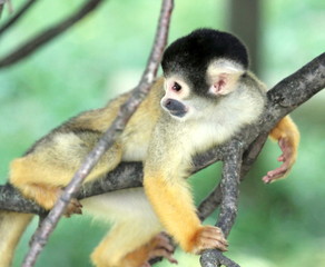 Squirrel monkey in a tree