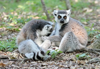 Lemur catta (maki) of Madagascar