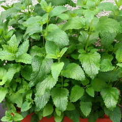 Herbs in your backyard