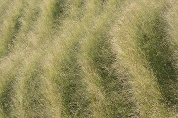 Patterns in grassy hillside. Wiltshire. England