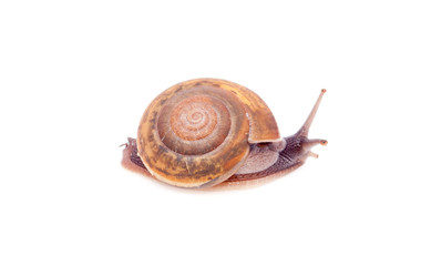 snail