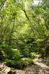 Fototapeta premium やんばるの森