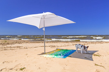 Fototapeta na wymiar Parasol and dog on the beach of Baltic Sea in Sobieszewo