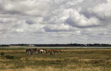 Horses on a green meadow at the wadden sea, Denmark