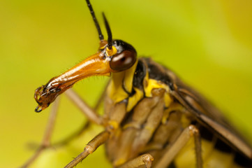 Scorpion Fly