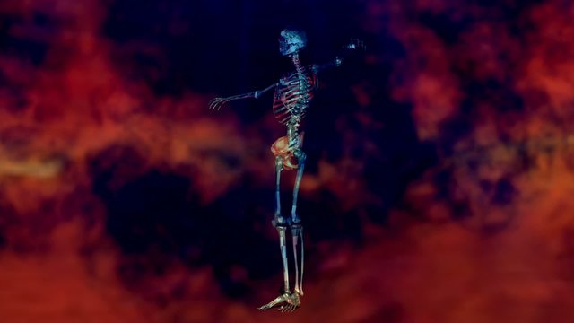 Human Skeleton Animation