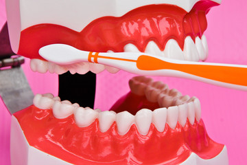 Showing how to brush teeth on a model on pink background
