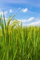 rice fields in Thailand