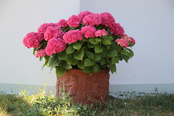 Üppig blühende Hortensie im Blumentopf