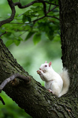 White squirrel