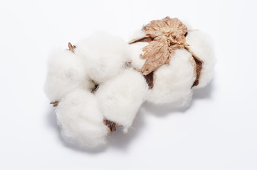 白背景に綿の実のアップ