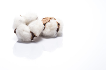 白背景に綿花