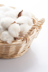 カゴに入った綿の実のアップ