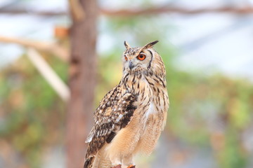 Indian Eagle-Owl (Bubo bengalensis)