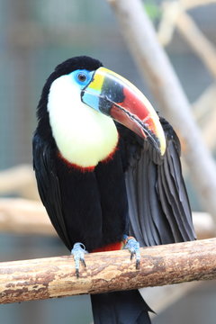 White-throated Toucan (Ramphastos tucanus) 