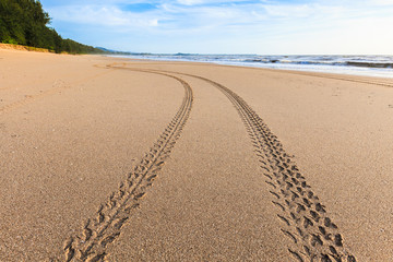 Tracks on the golden sand