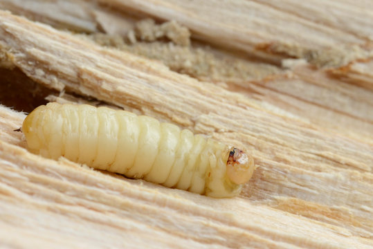 Larve Holzwurm