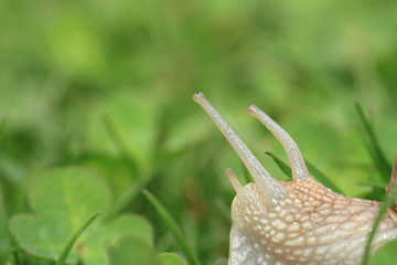 Snail. Helix pomatia.