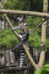 Obraz premium Ring-tailed lemur